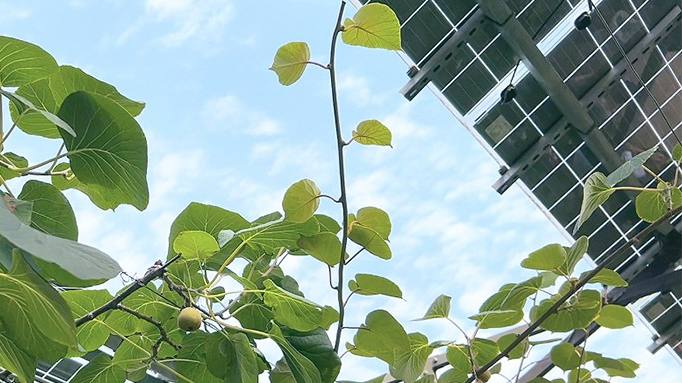 CA88��(�й���) - Ψһ�ٷ���վ